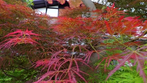 Red Japanese Maple Tree Waving in the Wind Stock Footage 313768449