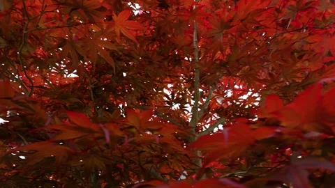 Red Japanese Maple Tree Waving in the Wind Stock Footage 313768451