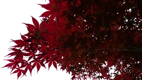 Red Japanese Maple Tree Waving in the Wind Stock Footage 313768452