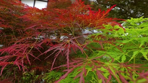 Red Japanese Maple Tree Waving in the Wind Stock Footage 313768453