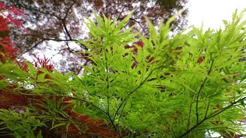 Red Japanese Maple Tree Waving in the Wind Stock Footage 313768470