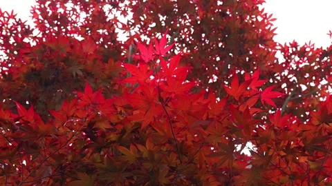 Red Japanese Maple Tree Waving in the Wind Stock Footage 313768475