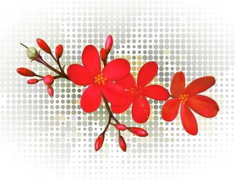 Red Jasmine Illustrazione stock