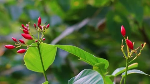 Red Jatropha integerrima  flowers swaying  by the wind in wild forest Stock Footage 307194408