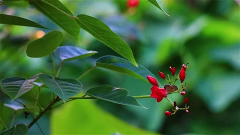 Red Jatropha integerrima  flowers swaying  by the wind in wild forest 스톡 동영상 307195153
