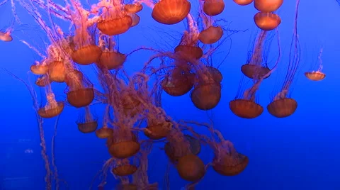 Red Jelly Fish Stock Footage 1020397