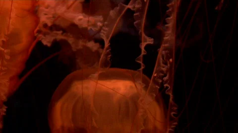 Red Jellyfish on black 2 Stock Footage
