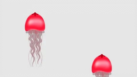 Red jellyfish on a blue and empty background. Stock Footage 150651604