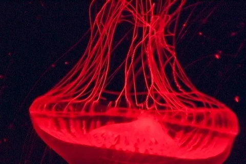 Red Jellyfish Close Up Stock Footage 311722