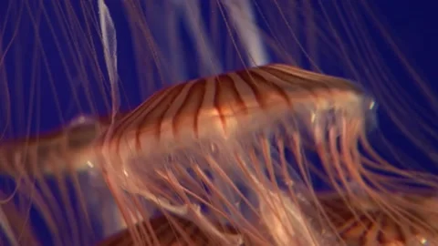 Red Jellyfish Floating Video stock 170356865