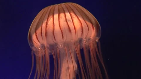 Red Jellyfish Floating Stock Footage 170356904