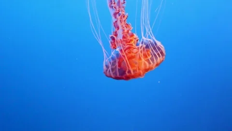 Red Jellyfish floating in ocean aquarium  Stock Footage