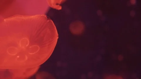 Red jellyfish floats through the ocean Stock Footage 102931063