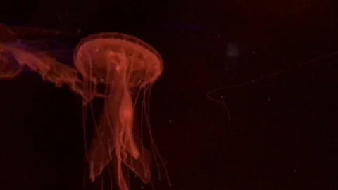 Red Jellyfish Vídeos de archivo 76504394