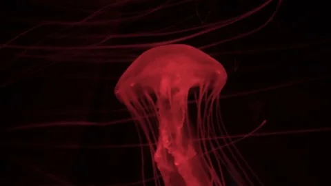 Red Jellyfish 스톡 동영상 84780538