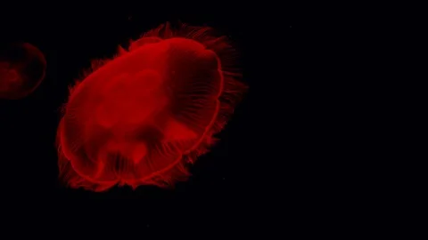 Red Jellyfish Vídeo Stock 103438230
