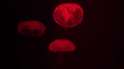 Red jellyfish 動画素材 139537708