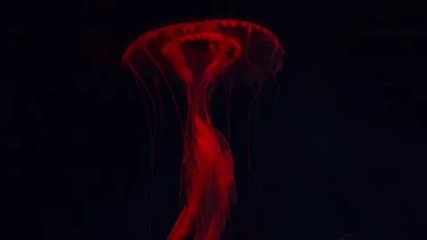 Red jellyfish glowing with translucent body and long tentacles in dark waters. Stock Footage 295991689