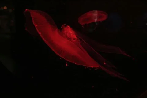 Red jellyfish Stock Photos