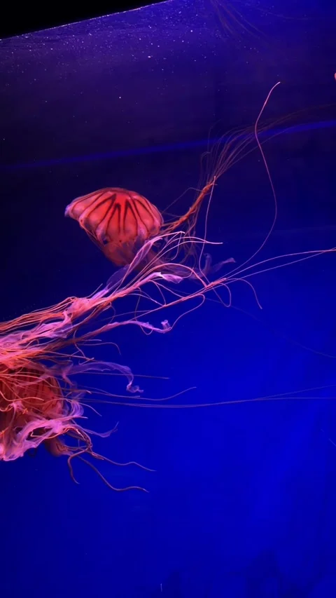 Red jellyfish swimming through deep blue water with long flowing tentacles,.. Stock Footage 342277145