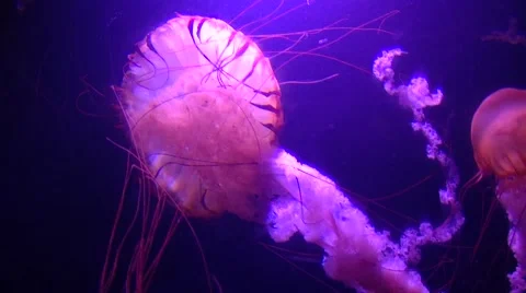 Red Jellyfish underwater Stock Footage 1097809