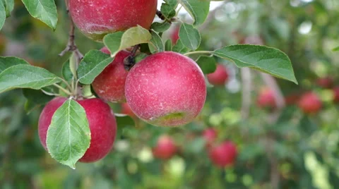 Red Jonathan Apples gently blowing in wind hanging in orchard Video stock 67885571