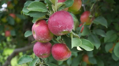 Red Jonathan Apples hanging from Tree at Harvest Time Stock Footage 67883814