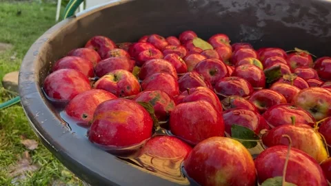 Red, juicy apples. Stock Footage 218602753