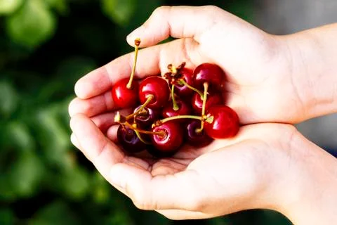 Red juicy cherry in the palm of a person's hand. close up Stock Photos