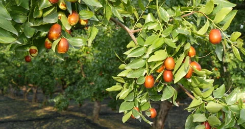 Red jujubes in the farm 库存影片 45527689
