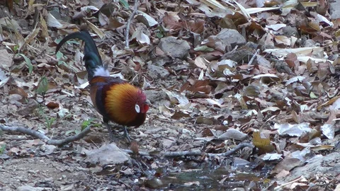 Red Junglefowl, Cambodia Video stock 88545962