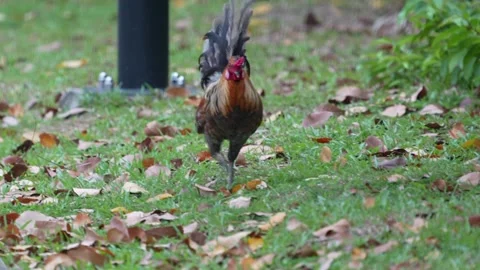 Red junglefowl Stock Footage 300761164
