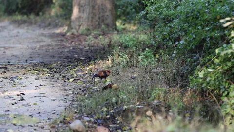 Red junglefowl mating pair Stock Footage 333814830