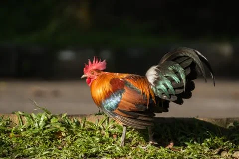 Red junglefowl Stock Photos
