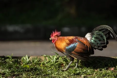 Red junglefowl Stock Photos