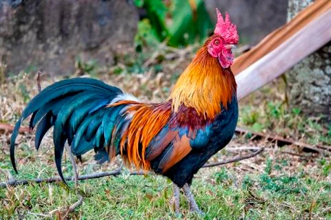 Red junglefowl. Stock Photos