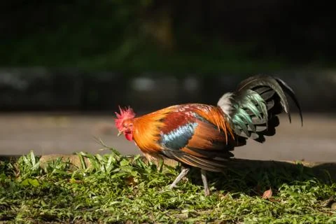 The Red junglefowl in the wild Stock Photos