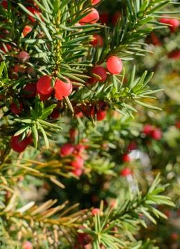Red juniper berries on twig Stock Photos
