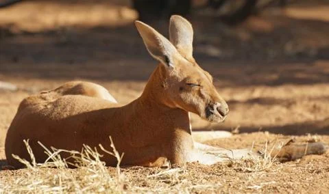 Red Kangaroo, Australia Stock Photos
