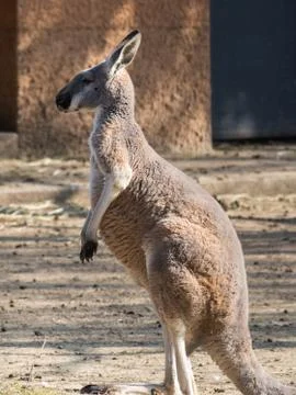 Red Kangaroo Canguro Rosso Stock Photos
