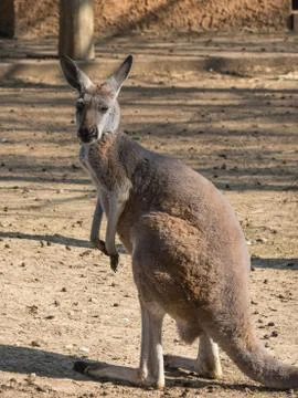 Red Kangaroo Canguro Rosso Stock Photos