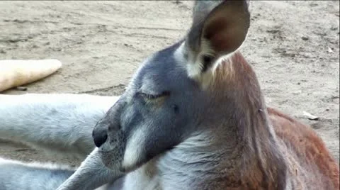 Red Kangaroo Extreme Up-Close Stock Footage 12043639