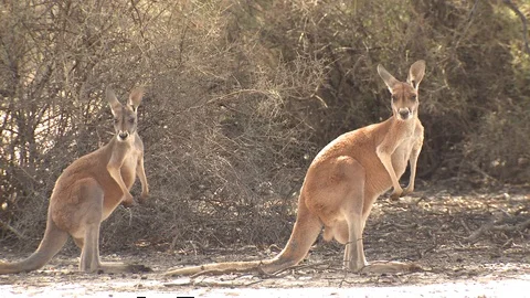Red Kangaroo Female Pair Alarmed Nervous Wary in Australia Desert Stock Footage 128088326