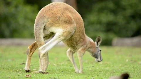 Red Kangaroo Stock Footage 288784479