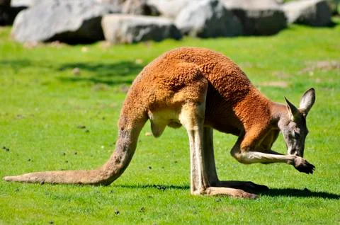 Red kangaroo on grass Stock Photos