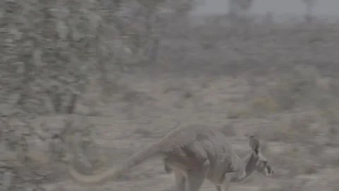 Red Kangaroo hopping away outback NSW Видео 330981384
