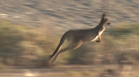 Red Kangaroo Hopping Jumping Fleeing in Dry Desert in Outback Stock Footage
