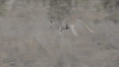 Red Kangaroo hopping outback NSW 2 Vídeos de archivo 330979966