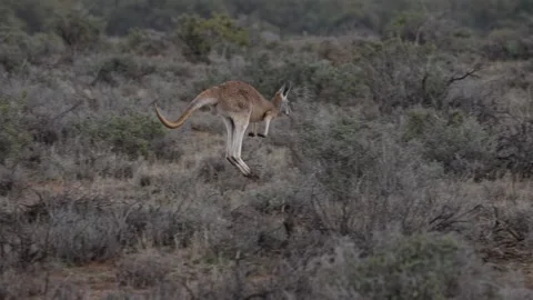 Red Kangaroo hopping slow motion outback NSW  Stockbeeldmateriaal 330980631