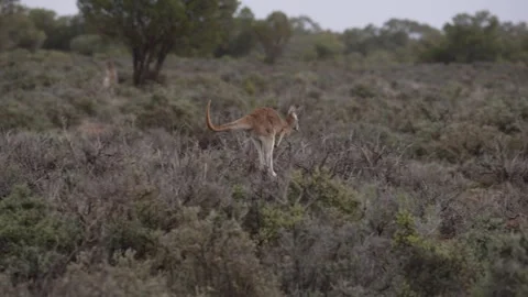 Red Kangaroo hopping slow motion 2 outback NSW  Vídeo Stock 330980704